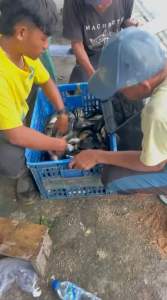 Essen juara duren belenok sereh (DBS) untuk lomba mancing ikan mas