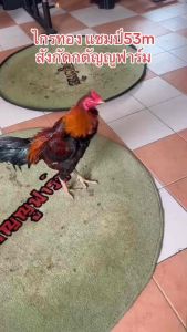 ไข่ไก่ชน ลูกชายไกรทอง ยอดไก่พม่าแห่งยุค รับประกันเชื้อ ส่งด่วน