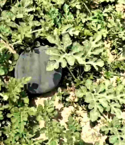 BIJI | BENIH SEMANGKA MERAH BULAT NON BIJI