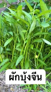เมล็ดผักบุ้งเรียว 500 เมล็ดปลูกง่าย โตเร็ว บรรจุ เครื่องสำอางเมล็ด