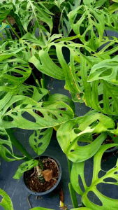 พลูยักษ์ ไม้ฟอกอากาศ สะอาด อากาศบริสุทธิ์ #พลูฉลุ มีใบที่เก๋ พลูฉลุชอบแสงแดดรำไร หรือชอบอยู่ในร่ม .