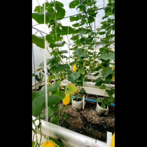 (KEMASAN PREMIUM) BIJI/BENIH MELON KOREA CHAMOE (isi -+60 butir)