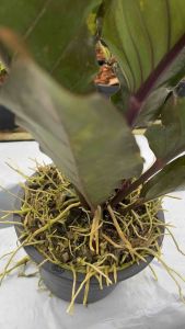 ต้นไม้ประดับ โชคเก้าชั้นด่าง black dragon กระถาง 10 นิ้ว