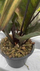 ต้นไม้ประดับ โชคเก้าชั้นด่าง black dragon กระถาง 10 นิ้ว