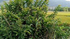 Đọt ổi Non Phơi Khô ( Vườn Nhà) Hữu Cơ [1KG]