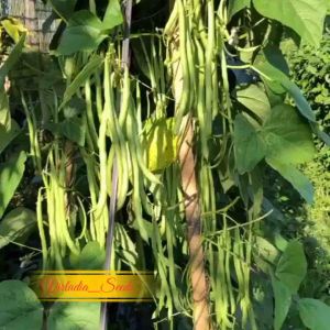 [Virladia Seeds] Biji Benih tanaman Buncis Rambat