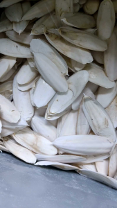 Cuttlefish / Tulang Sotong Saiz 7CM - 20CM