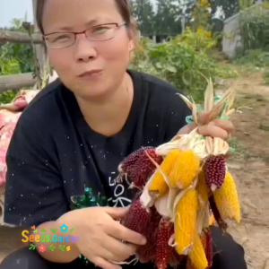 12 BUTIR BIJI/BENIH TANAMAN JAGUNG YELLOW POPCORN STRAWBERY