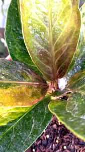 Desain Unik & Menarik: Anthurium Jemani Pink