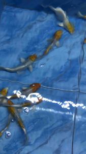 Lemon Hariwake Local Koi /Ornamental fish/Freshwater/Readystock