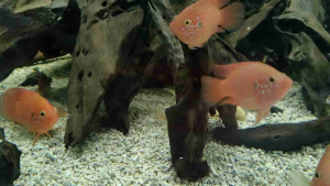 PROMOTION Red Jewelcichlid short body 10ekor 1.2cm baby fish live fish