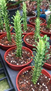 Euphorbia trigona var plants ( 龍骨锦/ cactus )