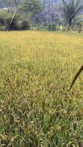 Benih Padi Lokal Unggul Isi 6 Liter