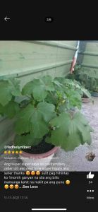 Vegetable Seeds Kamatis Pechay Talong Ampalaya Sibuyas Okra Sili