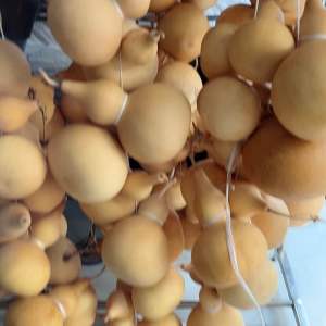 Bầu Hồ Lô. Bầu hố lô phong thủy cầu con thu hút tài lộc nguyên trái