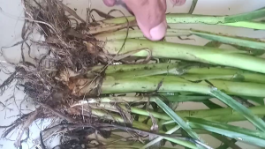 ROOTED AND NEWLY HARVEST SUPER NAPIER HIGH BRID / BEST FOOD FOR RABBIT/ COW/HORSE/ GOAT/ ETC