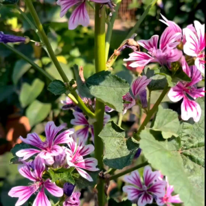 (KEMASAN PREMIUM) BIJI | BENIH BUNGA MALLOW PURPLE ( isi -+100 butir)