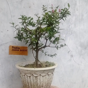 sakura micro japan bunga pink