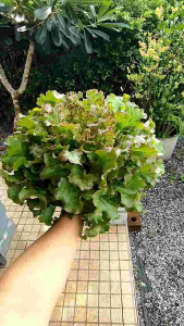 ปุ๋ยน้ำ AB ไฮโดรโปนิกส์ ใช้แม่ปุ๋ยเกรดพรีเมี่ยมในการผลิต เพิ่มธาตุรอง+ธาตุเสริม เข้มข้นขึ้น 2 เท่า!! ต้นใหญ่! โตเร็ว! (สูตรเพิ่มน้ำหนักที่ฟาร์มขนาดใหญ่เลือกใช้) by ไฮโดรเกษตรเกรด4+