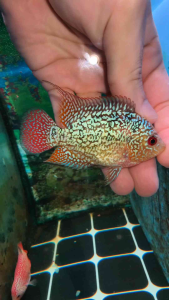 Flowerhorn kamfa f3 female 2.5inch fish luohan kamfa f3 Local Breed 花罗汉金花f3 pellet trained flowerhorn