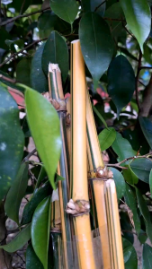 Tanaman Hias Siap Tanam: Bibit Stek Bambu Kuning Asli