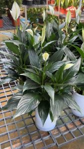 เดหลีกระถางแจกัน #เดหลีเลี้ยงน้ำไม่ต้องรดน้ำบ่อย #รวมลิสต์ต้นไม้ไม่ง้อแดด รอดตายได้แม้ในเงามืด #อยากเพิ่มสีเขียวให้มุมโปรดในบ้าน แต่ไม่มีแดด? ไม่ต้องกังวล! รวมลิสต์ #ต้นไม้ไม่ง้อแดด ที่อยู่รอดได้แม้ในเงามืด จะวางในห้องนั่งเล่น ห้องน้ำ หรือมุมไหนก็สว