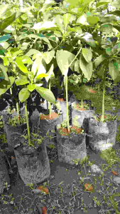 Benih Alpukat Kelud Super Jumbo & Bibit Alpukat Subang