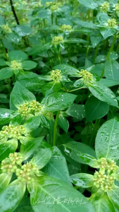 daun patik mas kate mas daun sena segar 500gram murah