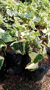 Pohon Ivy variegata