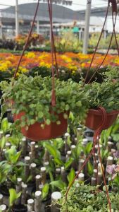 #peperomia prostata (string of turtle) #เปเปอร์โรเมีย #สายป่านเต่า กระถางแขวน สามนิ้ว #สายป่านเต่า #เปเปอร์โรเมีย) #ไม้ตระกูลเปเปอร์โรเมีย ใบเล็กน่ารัก ลายคล้ายหลังเต่า 🐢🌿💚กระถางแขวน3นิ้ว ไม้นำเข้า พักเลี้ยงปรับสภาพให้เข้ากับอากาศที่ไทยแล้ว☀️ วิธีเล