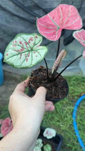 บอนสี ขุมทอง อยู่ในกระถาง 4นิ้ว หน้าไม้ 4.5 นิ้ว