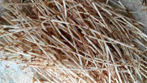 Akar Alang Alang super dan segar per ikat