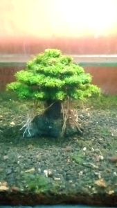 Hiasan Aquarium Aquascape Pohon Bonsai Umbrella Include Moss