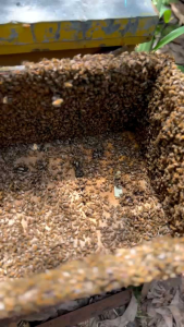 Madu Akasia Merah Grad A 350ML - Halimbee