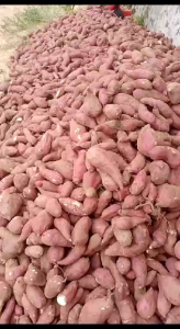 UBI UNGU 1 KG TERMURAH
