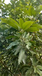 PUPUK BOOSTER 88 BELI 3 BONUSI (250ML & 1 LITER)  penyubur pelebat buah pembesar pelebat buah