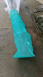 Dớn Trắng Bắt Cá ( ĐK 48cm 3 hôm )