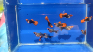 koi toxido short body glass belly guppy (grade AAA) pair