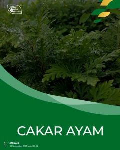 CAKAR AYAM Obati Batuk Sakit Tenggorokan Herbal Indo Utama