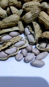 kacang kulit oven super gurih asin kualitas terbaik