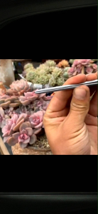 Gardening Stainless Steel Tweezer