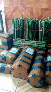 bibit stek telo papua panjang 20cm jumbo per10 batang