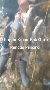 Umpan Kucur / Umpan Baung / Umpan Bau Pak Guru 250gr