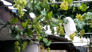 Bibit anggur import transfiguration
