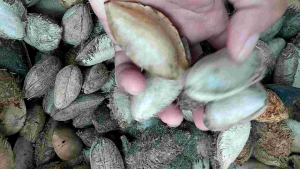 Buah Biji Ketapang Kering & Pakan Burung Kemasan 3 Kilogram