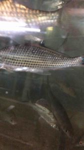 Signal Barb/Pucuk Pisang Sebara/Labiobarbus Festivus/Readystock/Freshwater/Ornamental Fish