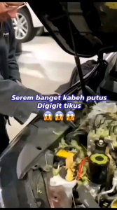 PENGUSIR TIKUS- BEST RODENT REPELLENT CAIRAN PENGUSIR TIKUS BAHAN ALAMI ANTI RAT 250ML BONUS SARUNG TANGAN