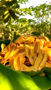 Chuối Sấy giòn 500g 🌱 Vị tự nhiên không đường - Chuối Sáp vàng ươm tự nhiên - Món ăn vặt ngon - Có đơn Nhà mới làm gửi khách - nên giữ nguyên vị chuối thơm ngon nhất