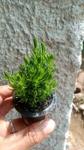 Pogostemon Deccanensis / Erectus 10 Batang Emersed Tanaman Aquascape