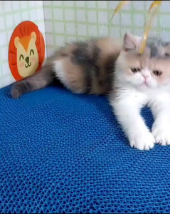 ALAS KANDANG HEWAN METERAN UKURAN JUMBO《APHG#3》